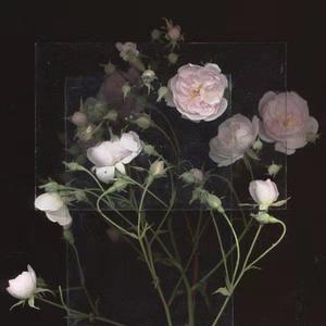 欧美人与马性交
